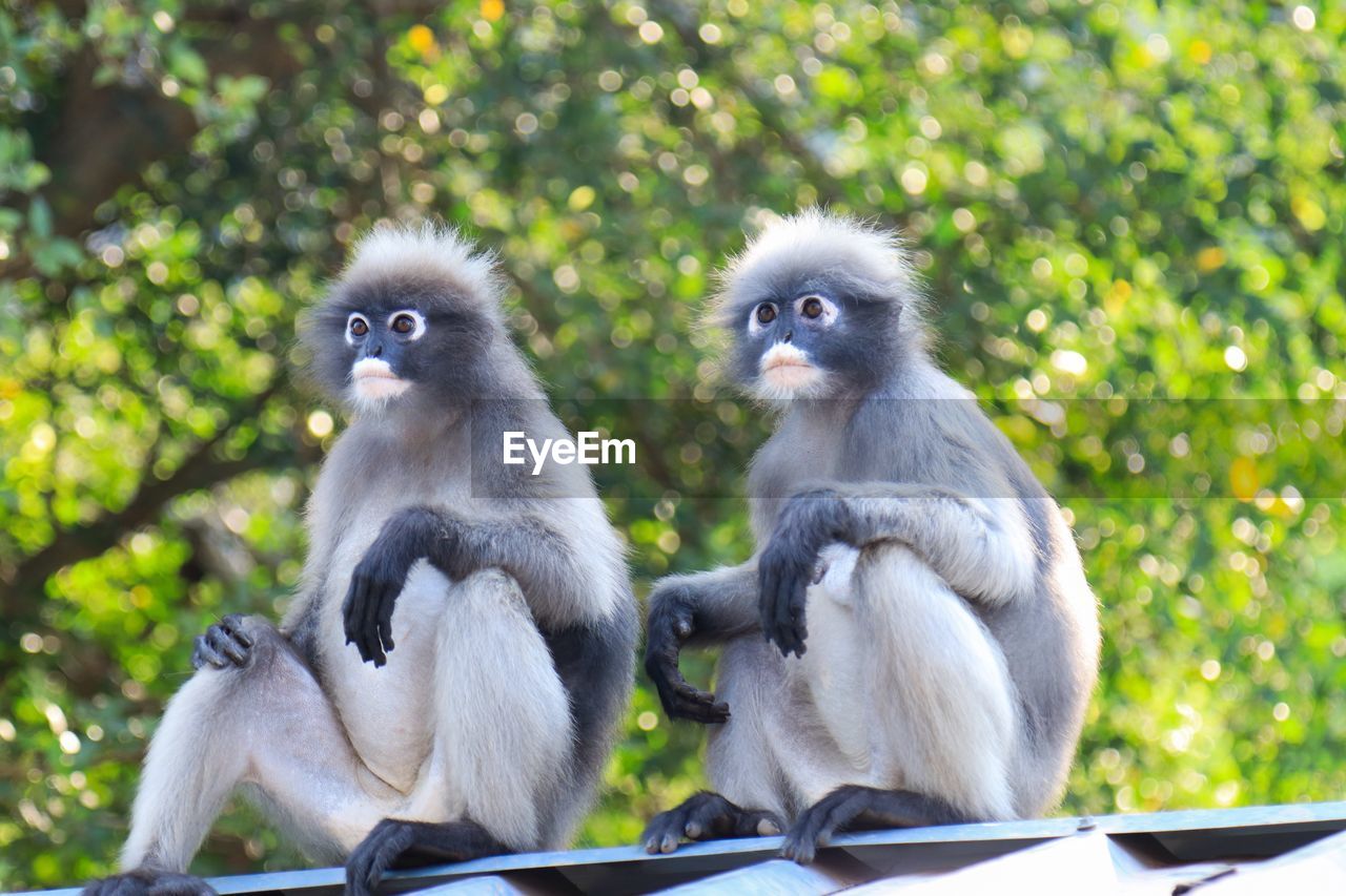 MONKEYS SITTING IN FOREST