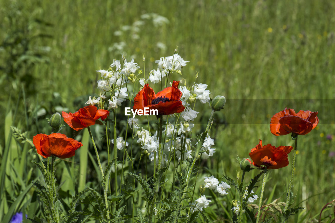 Close-up of red poppy flowers growing on field