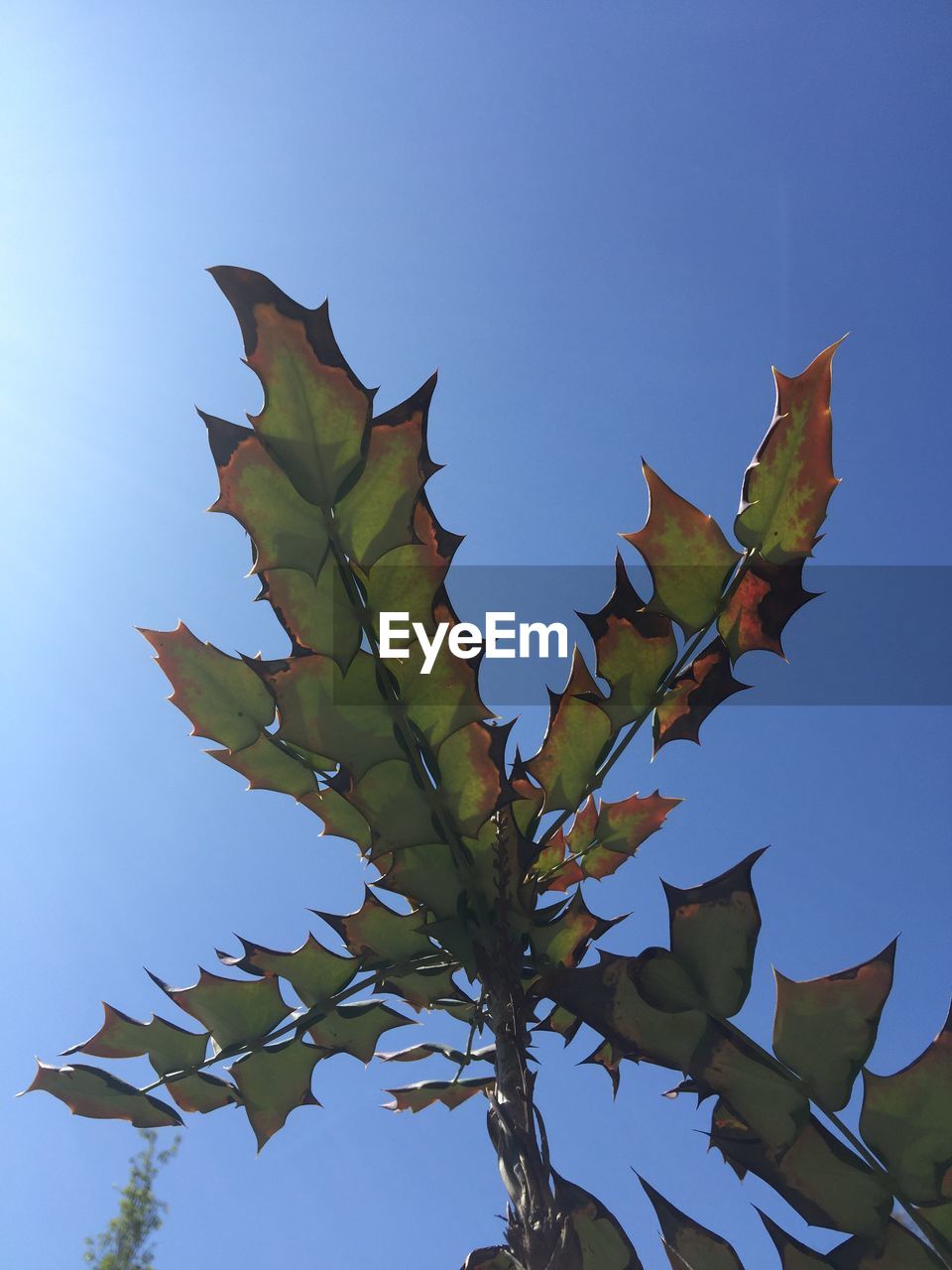 LOW ANGLE VIEW OF LEAVES AGAINST SKY