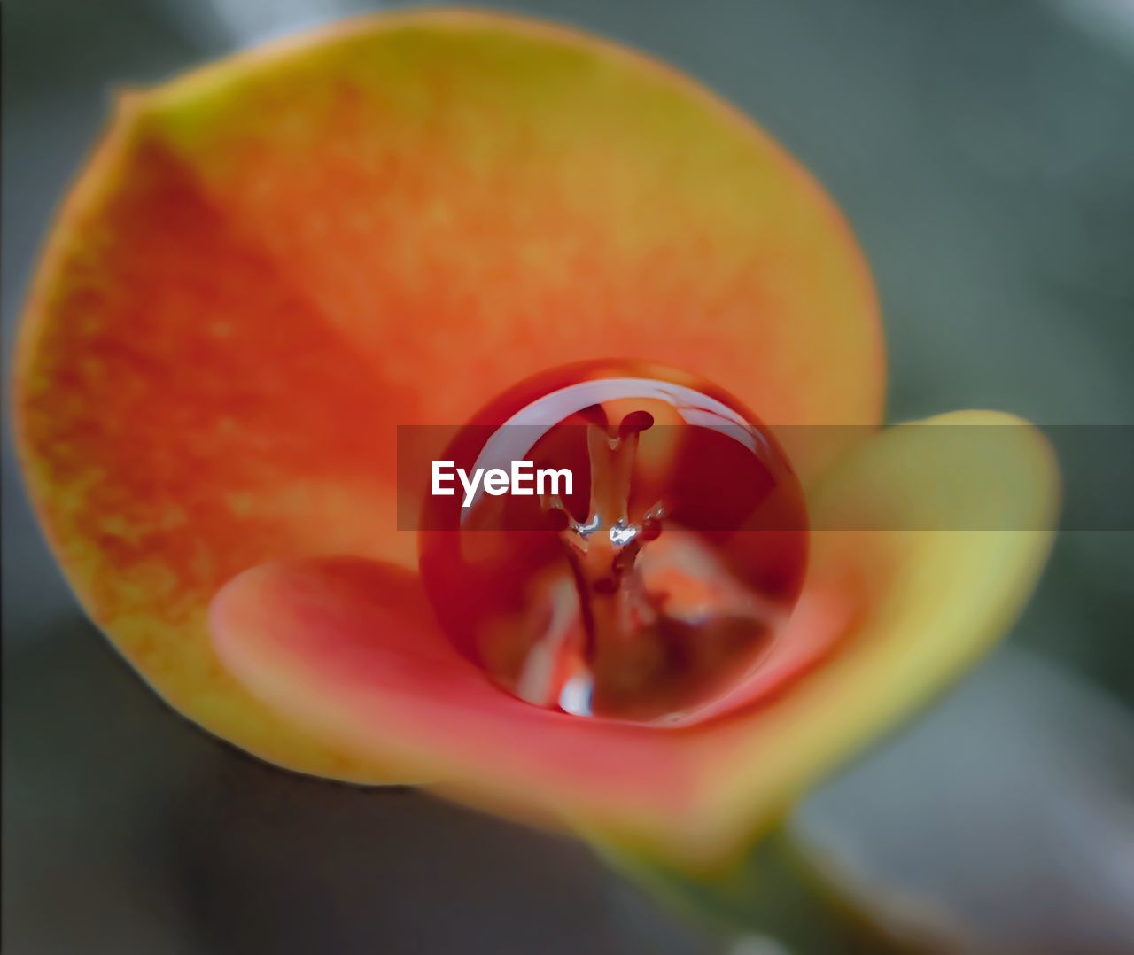 CLOSE-UP OF RED ROSE ON ORANGE LEAF