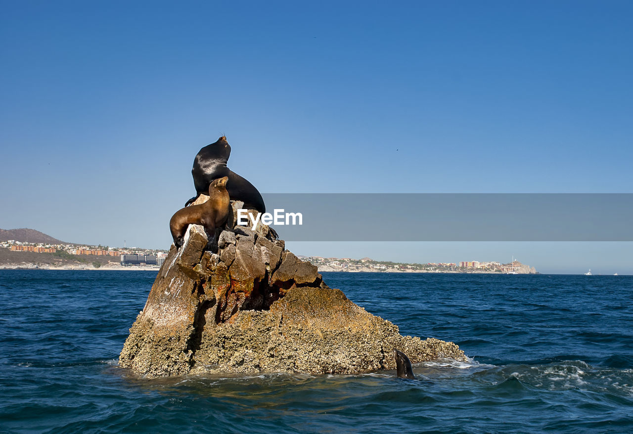 Sea lions basking in the sun at lands end in the resort of cabo san lucas