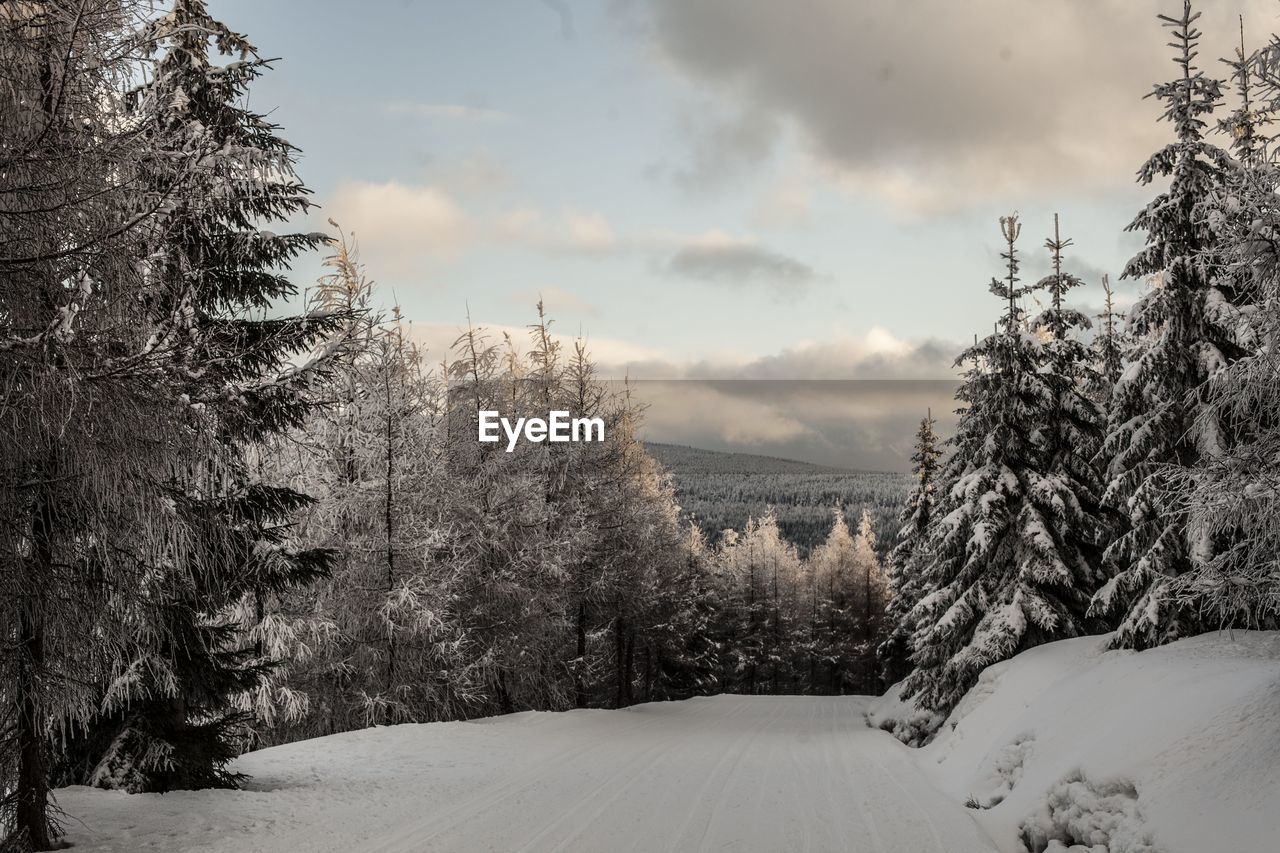 Trees on snow covered landscape against sky