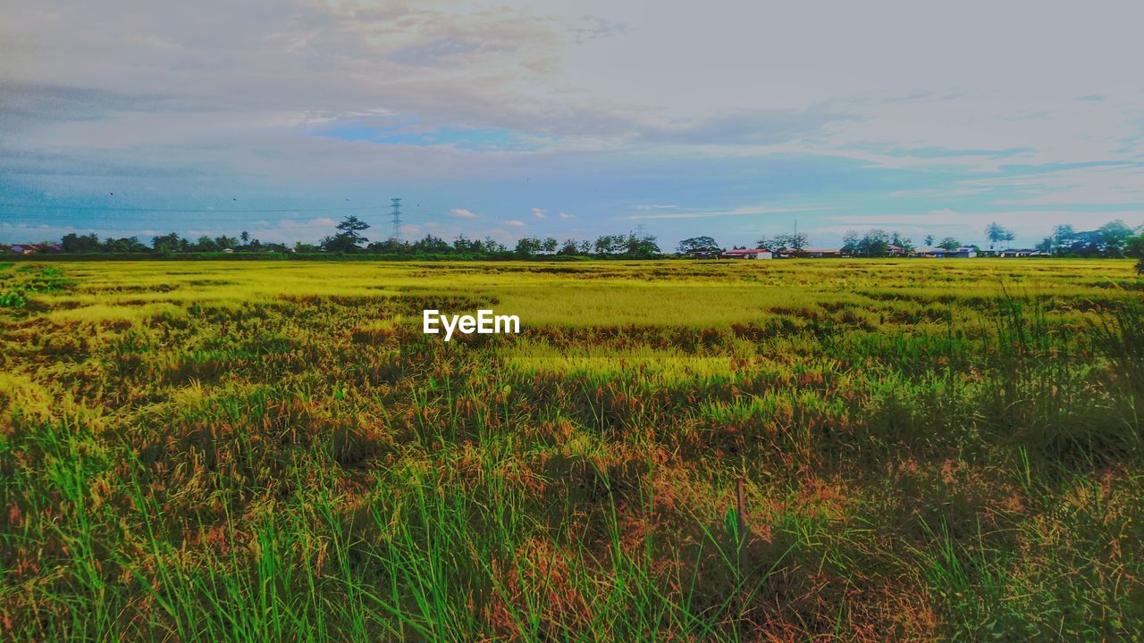 SCENIC VIEW OF FARM FIELD AGAINST SKY