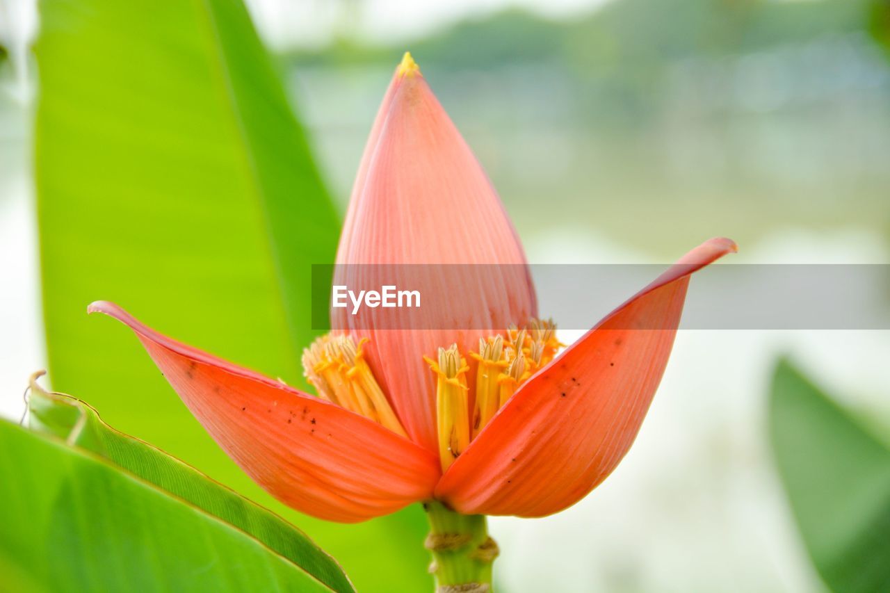 CLOSE-UP OF DAY BLOOMING OUTDOORS