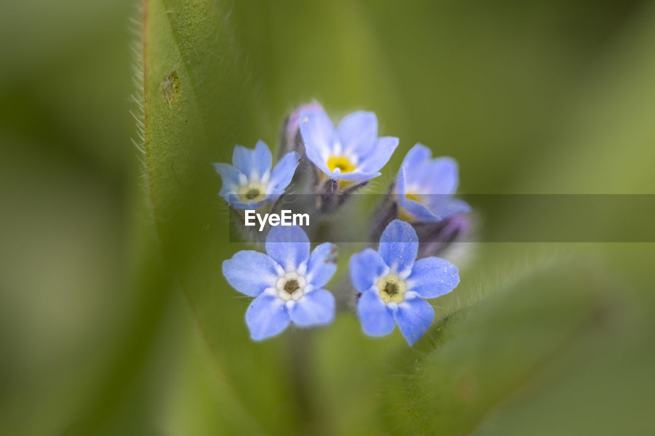 Close-up of purple flowering plant