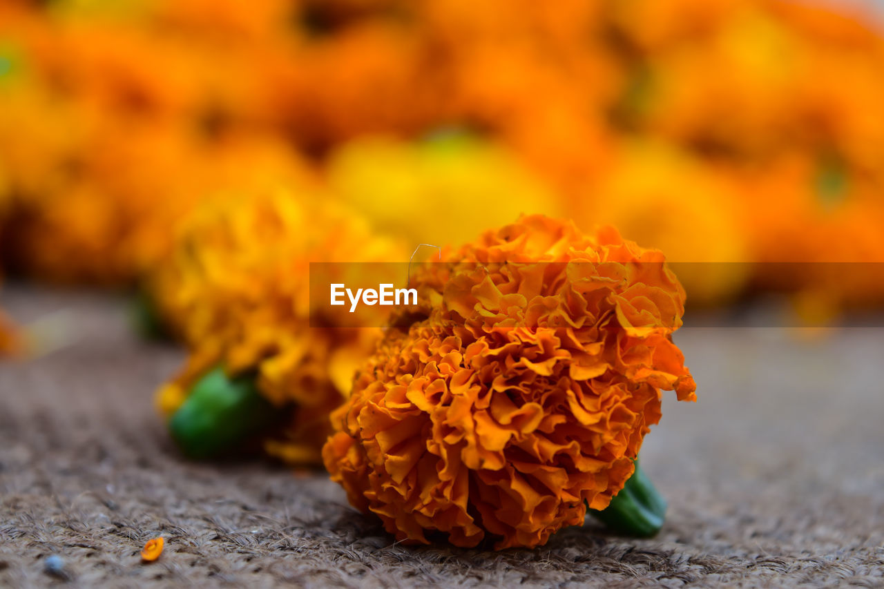 Close-up of orange marigold flower