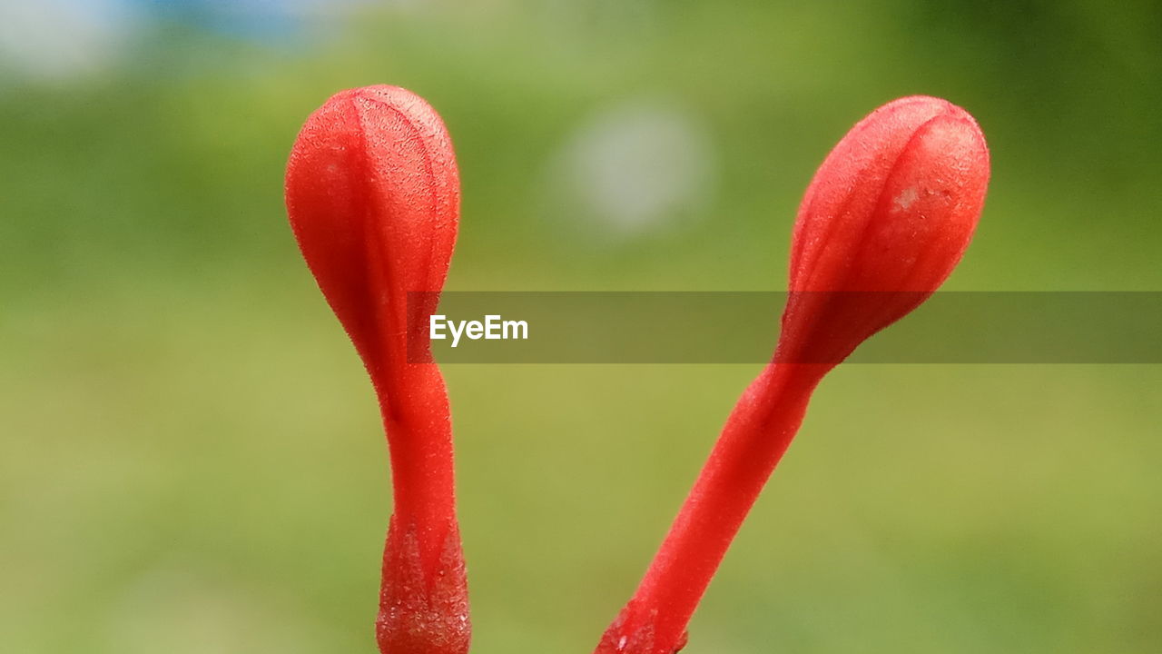 Close-up of red flowering plant