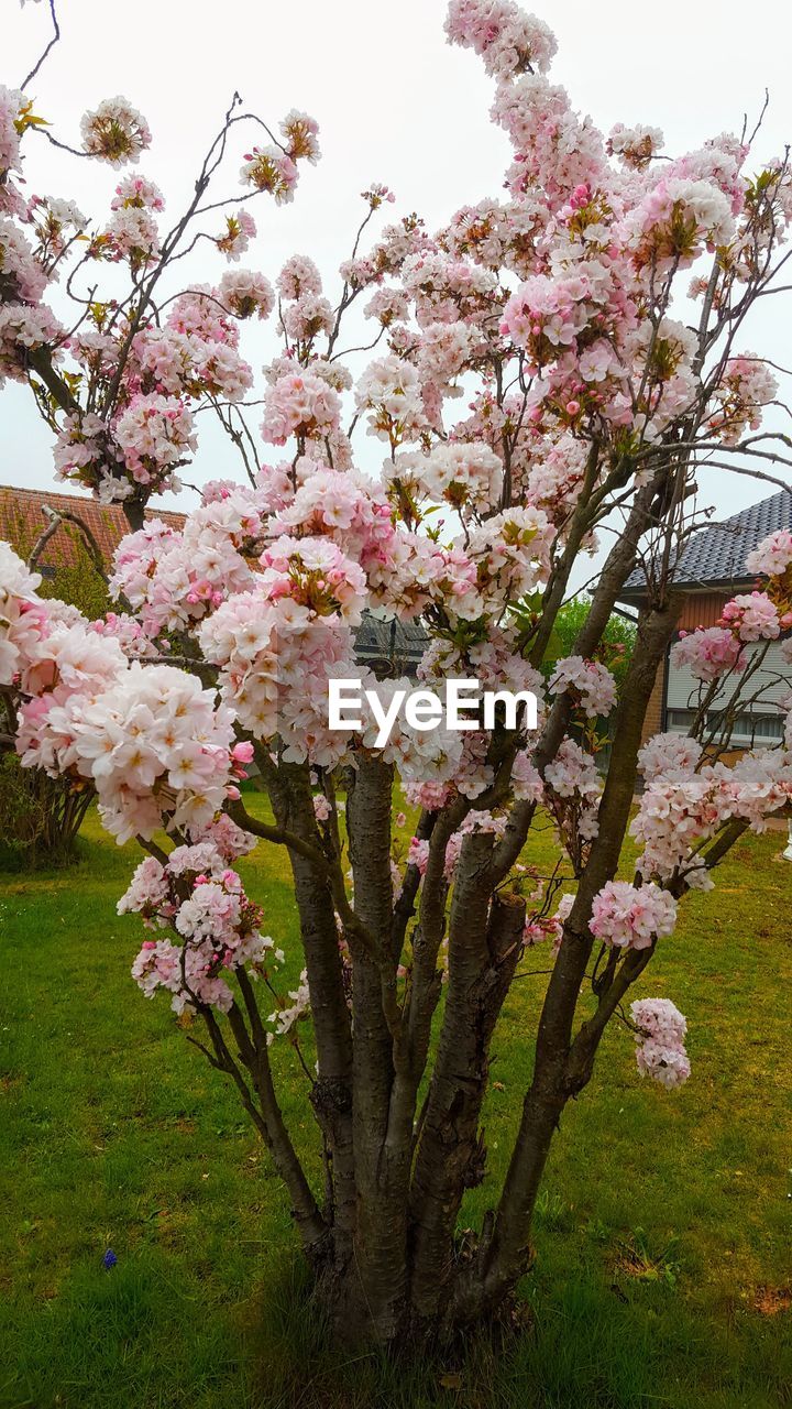 CLOSE-UP OF PINK CHERRY BLOSSOM TREE