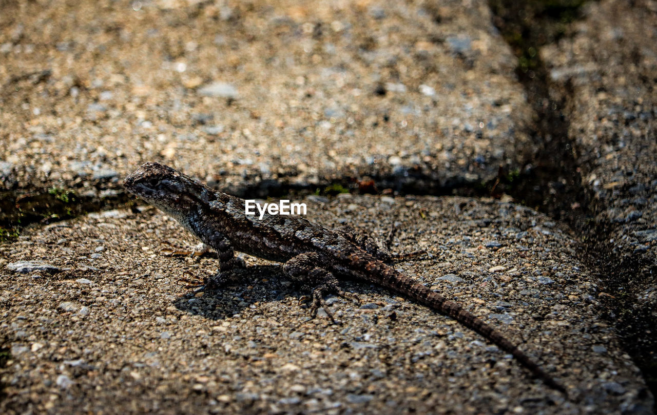 animal themes, animal, animal wildlife, one animal, wildlife, reptile, close-up, no people, lizard, nature, soil, day, land, sunlight, high angle view, outdoors, selective focus, macro photography, textured, rock, sand