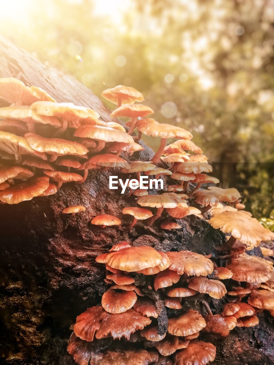 CLOSE-UP OF MUSHROOM GROWING ON TREE