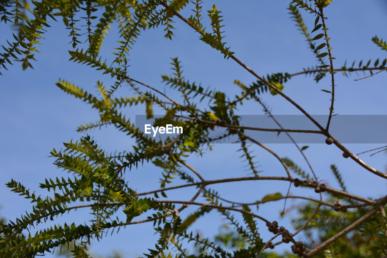 LOW ANGLE VIEW OF PLANT AGAINST SKY