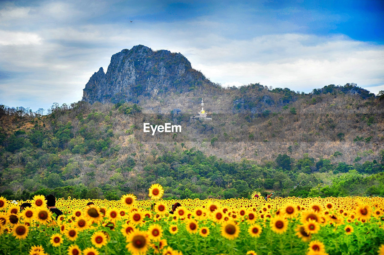 VIEW OF SUNFLOWERS ON FIELD
