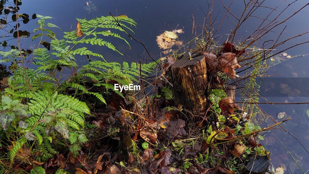 CLOSE-UP OF PLANTS AGAINST TREES