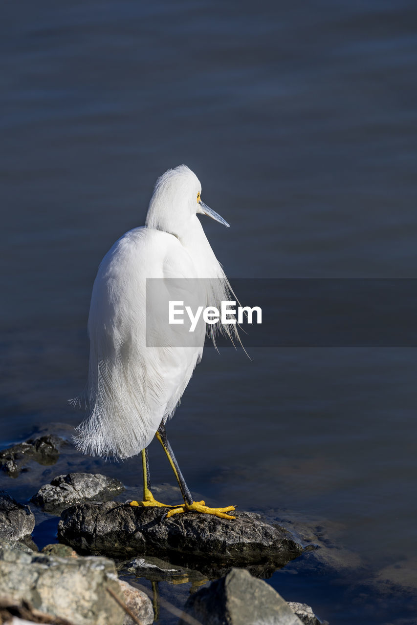 animal themes, bird, animal, animal wildlife, wildlife, one animal, water, beak, nature, no people, perching, reflection, white, sea, day, seabird, gull, rock, wing, outdoors, full length, seagull, beauty in nature, focus on foreground