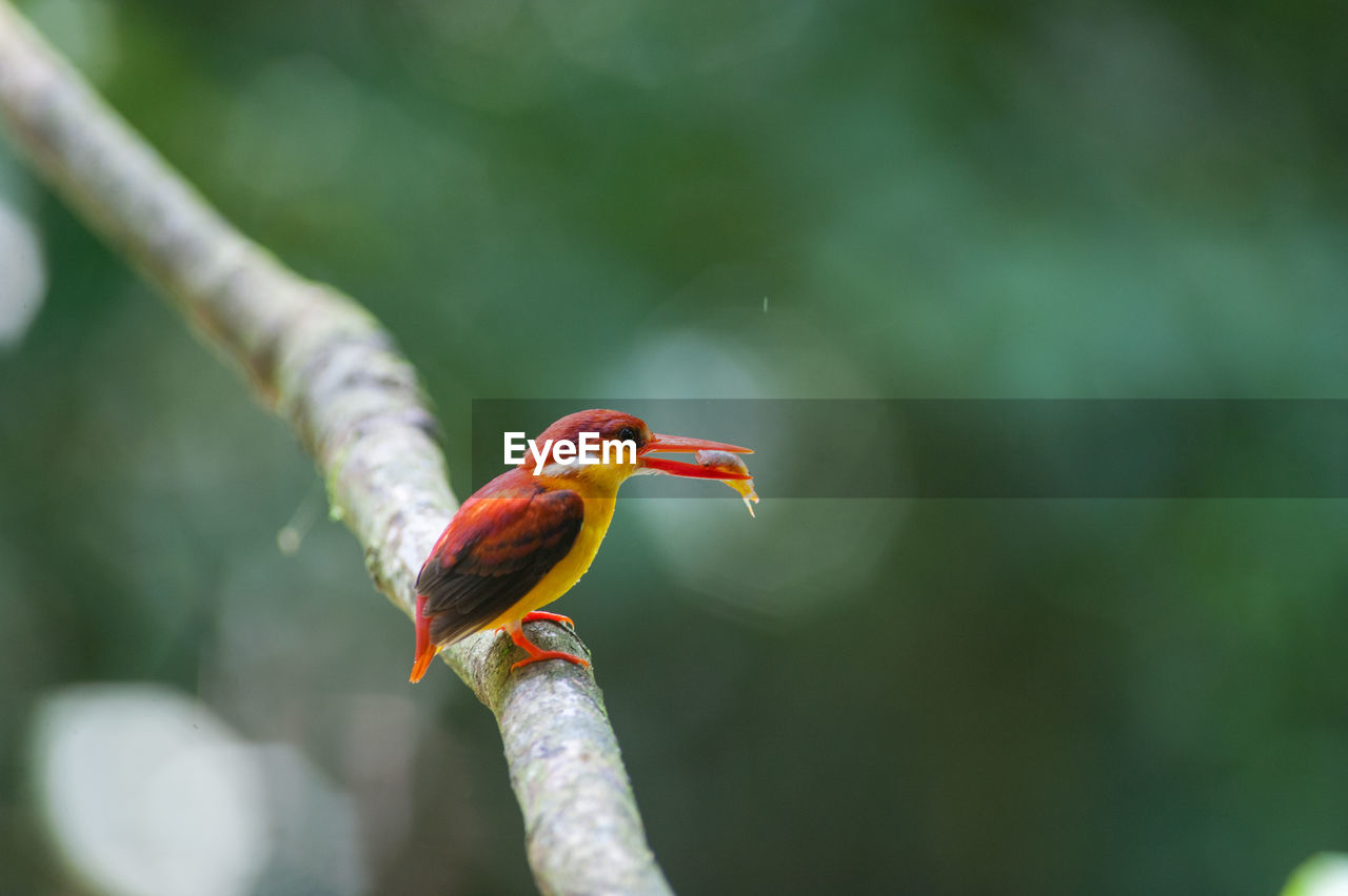 CLOSE-UP OF A BIRD PERCHING ON LEAF