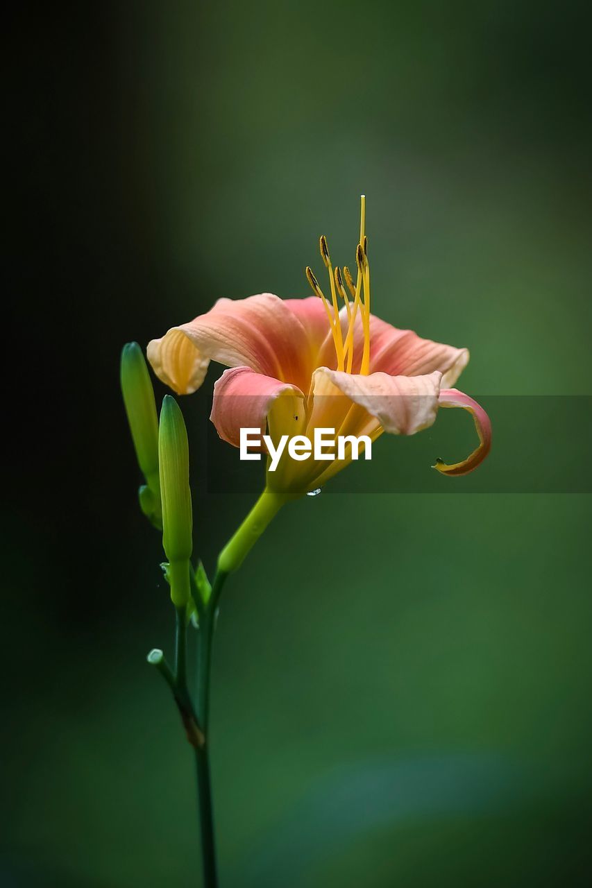 Close-up of pink lily flowers