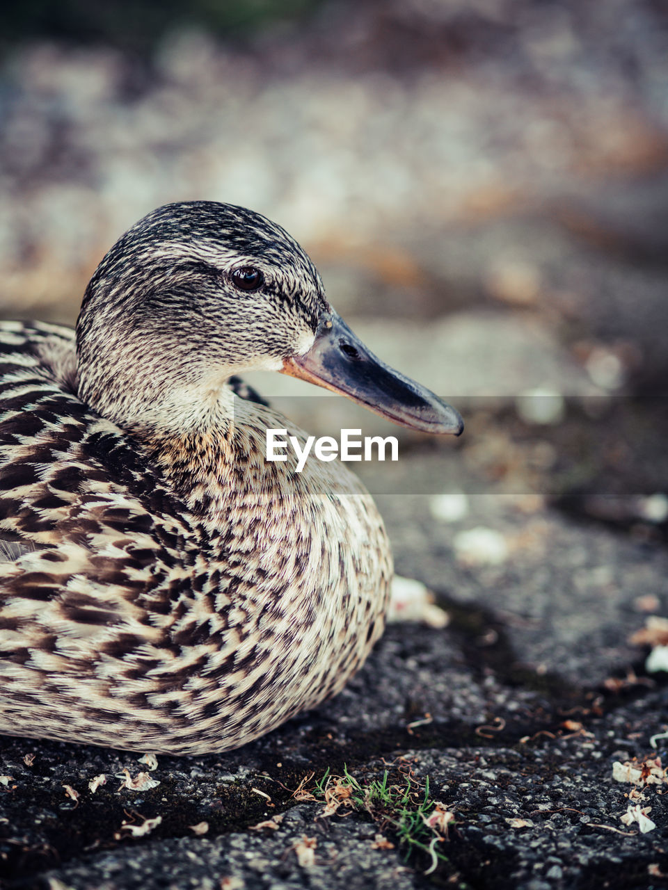 CLOSE-UP OF A BIRD ON A LAND