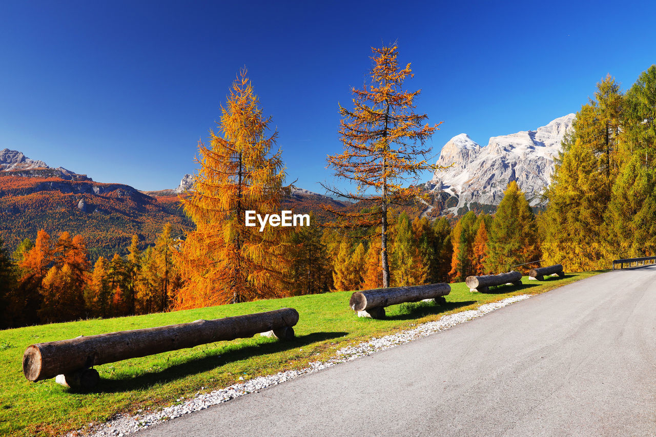 Road against trees during autumn