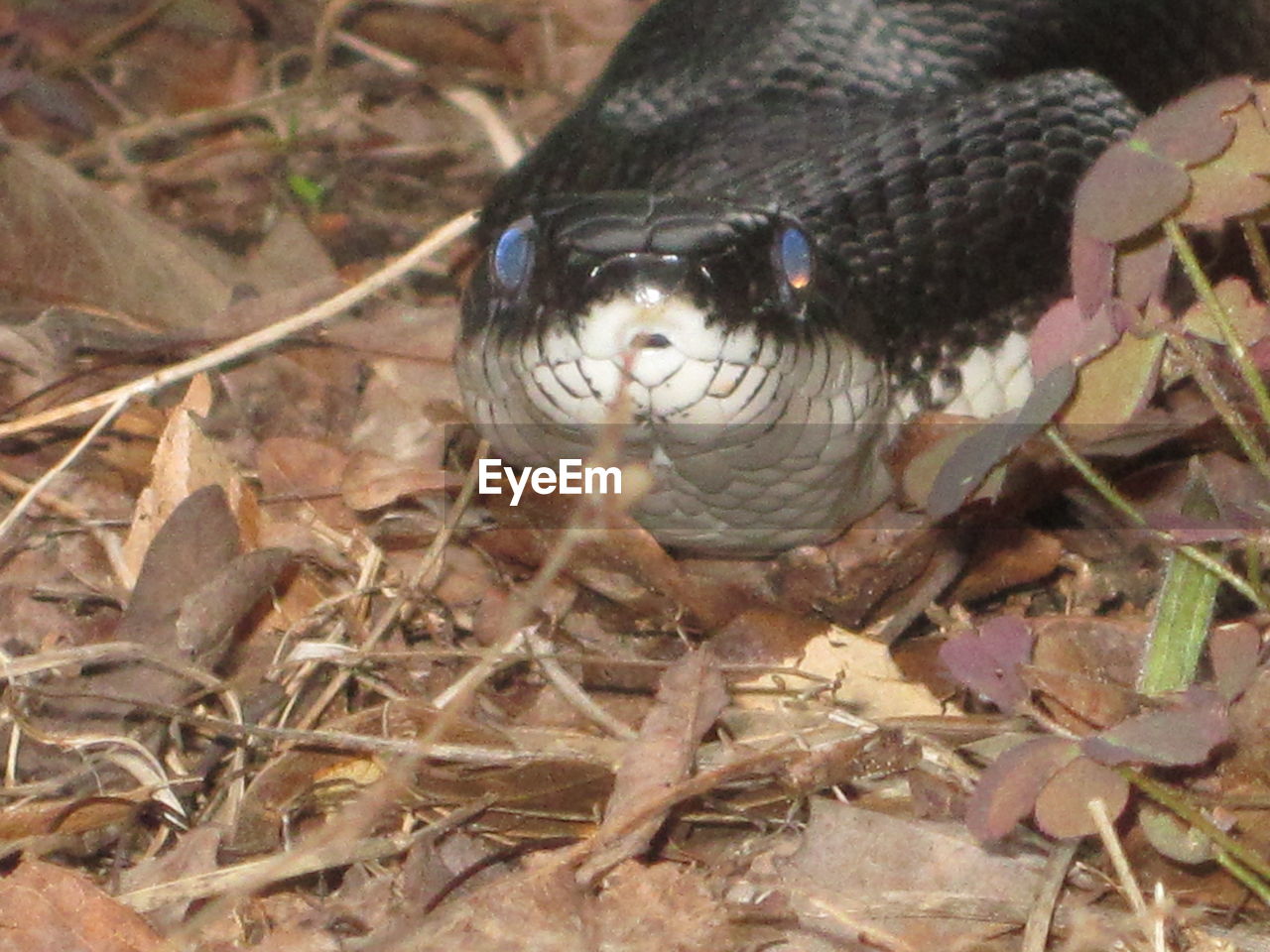 CLOSE-UP OF BIRD ON ROCK