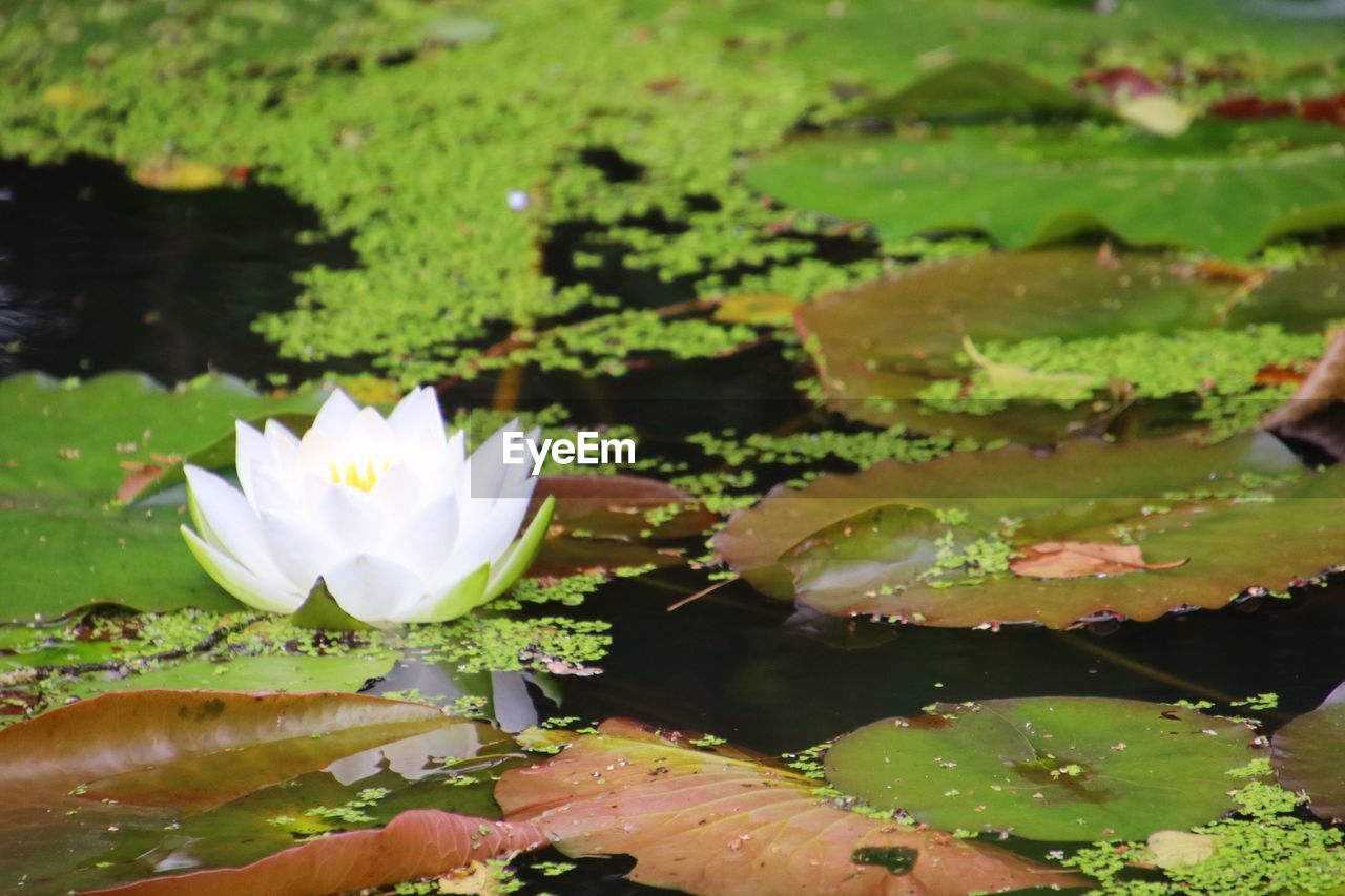 CLOSE-UP OF LOTUS WATER LILY ON LAKE