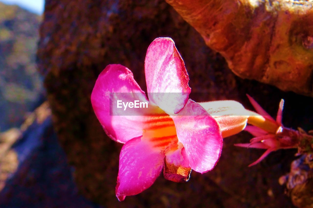 flower, plant, flowering plant, pink, beauty in nature, macro photography, nature, close-up, leaf, freshness, red, petal, blossom, flower head, inflorescence, fragility, no people, outdoors, growth, focus on foreground, water, magenta, pollen, day