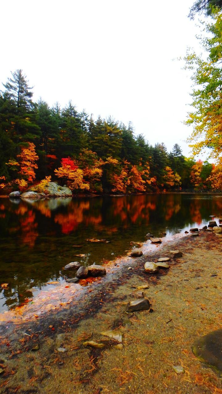 REFLECTION OF AUTUMN TREES IN CALM LAKE