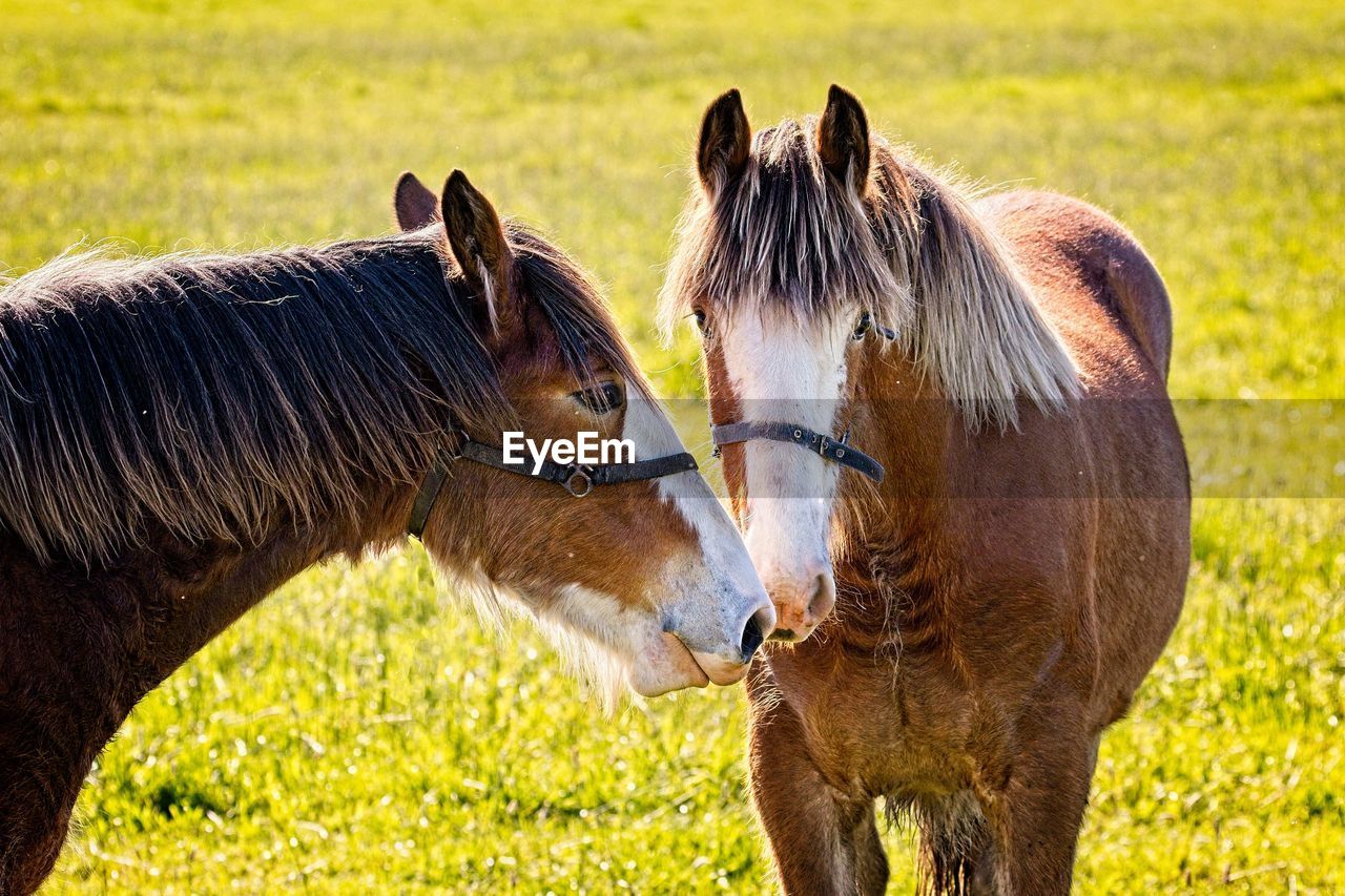 2 clydesdales nuzzle each other