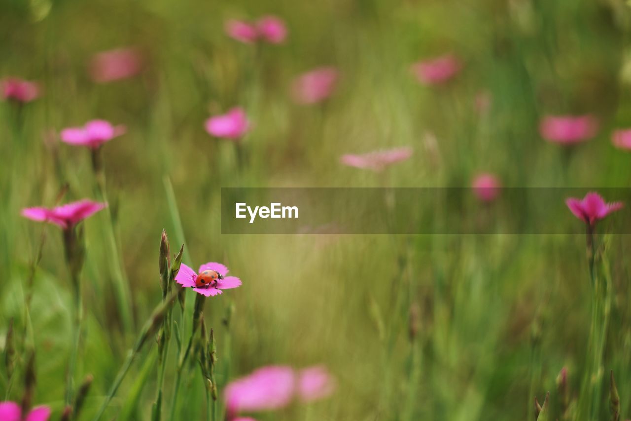 Close-up of pink cosmos flowers blooming outdoors