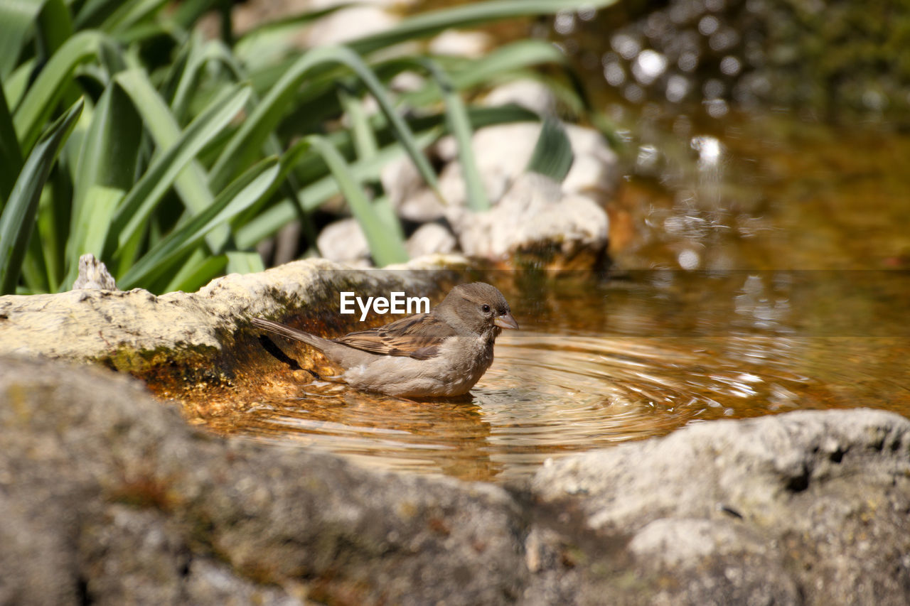 VIEW OF BIRD DRINKING WATER