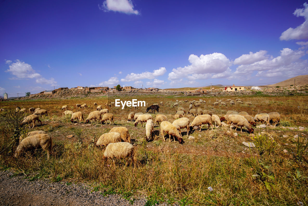 VIEW OF SHEEP ON FIELD