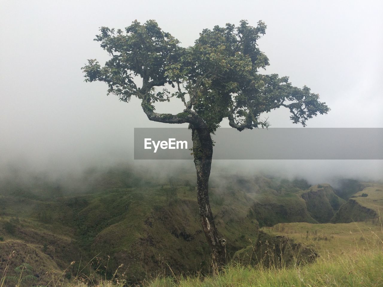 Tree on field against sky