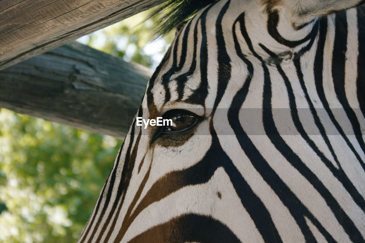 Close-up of zebra