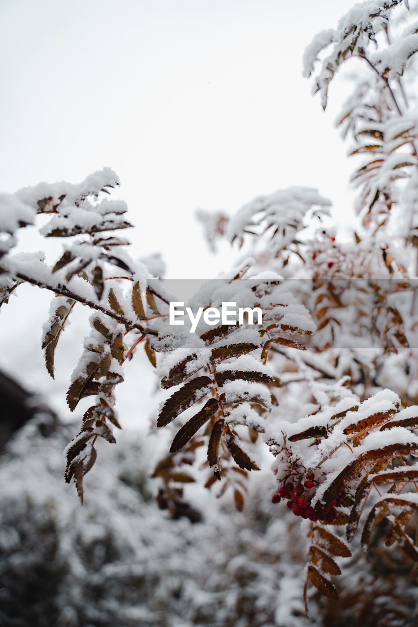 Close-up of snow covered leaves and tree during winter