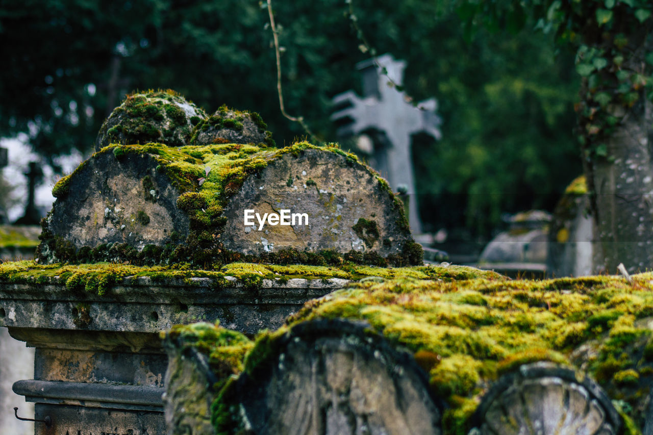 CLOSE-UP OF MOSS GROWING ON ROCK AGAINST TREES