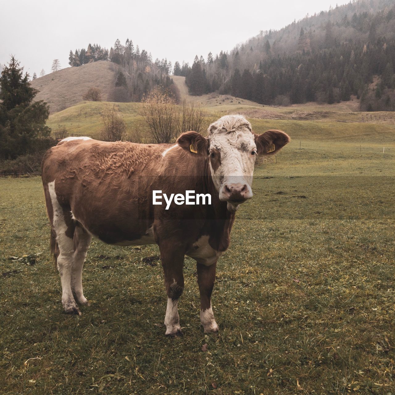 Cow standing in a field