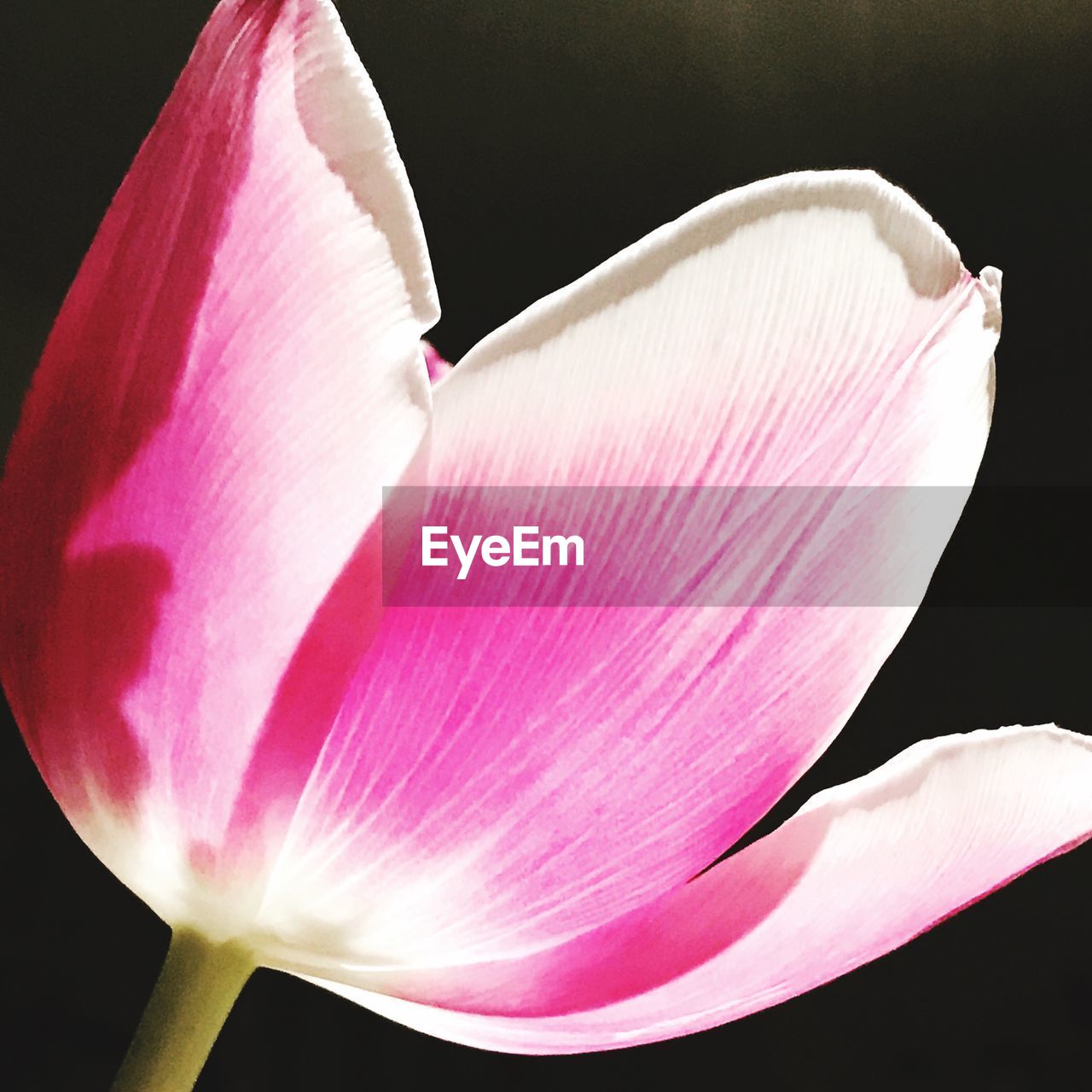 Close-up of pink flower blooming against black background