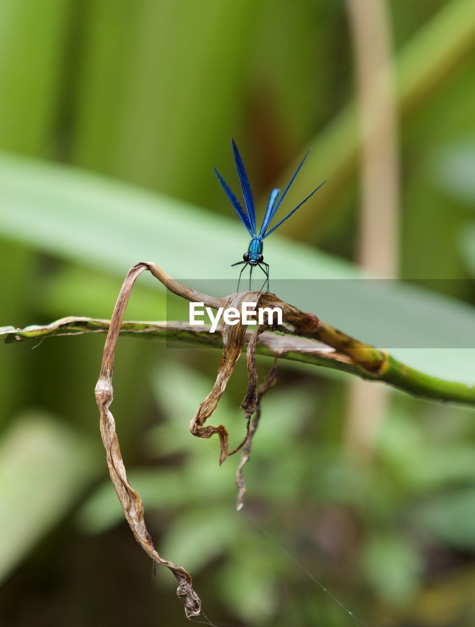 CLOSE-UP OF INSECT