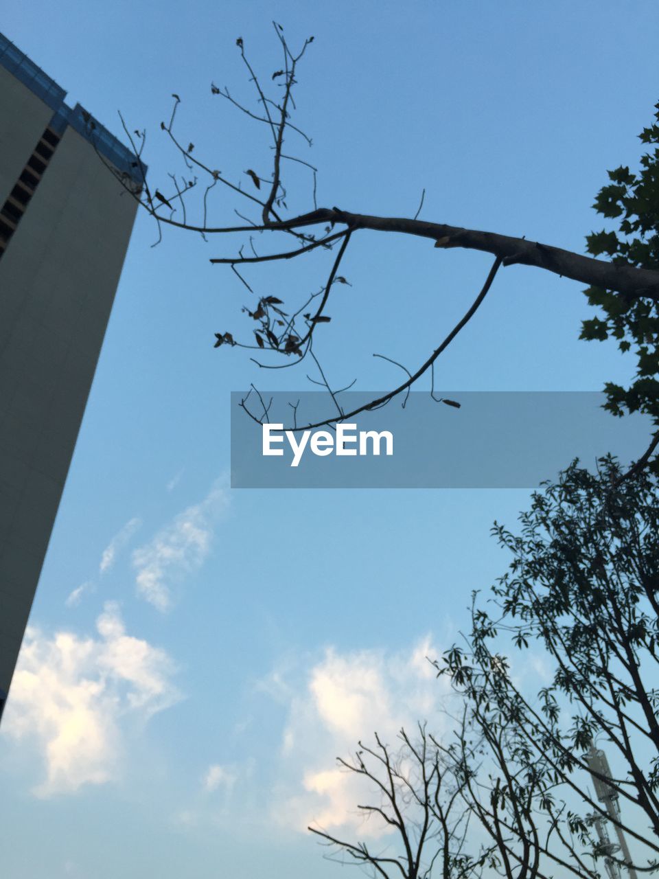 LOW ANGLE VIEW OF BARE TREES AGAINST SKY