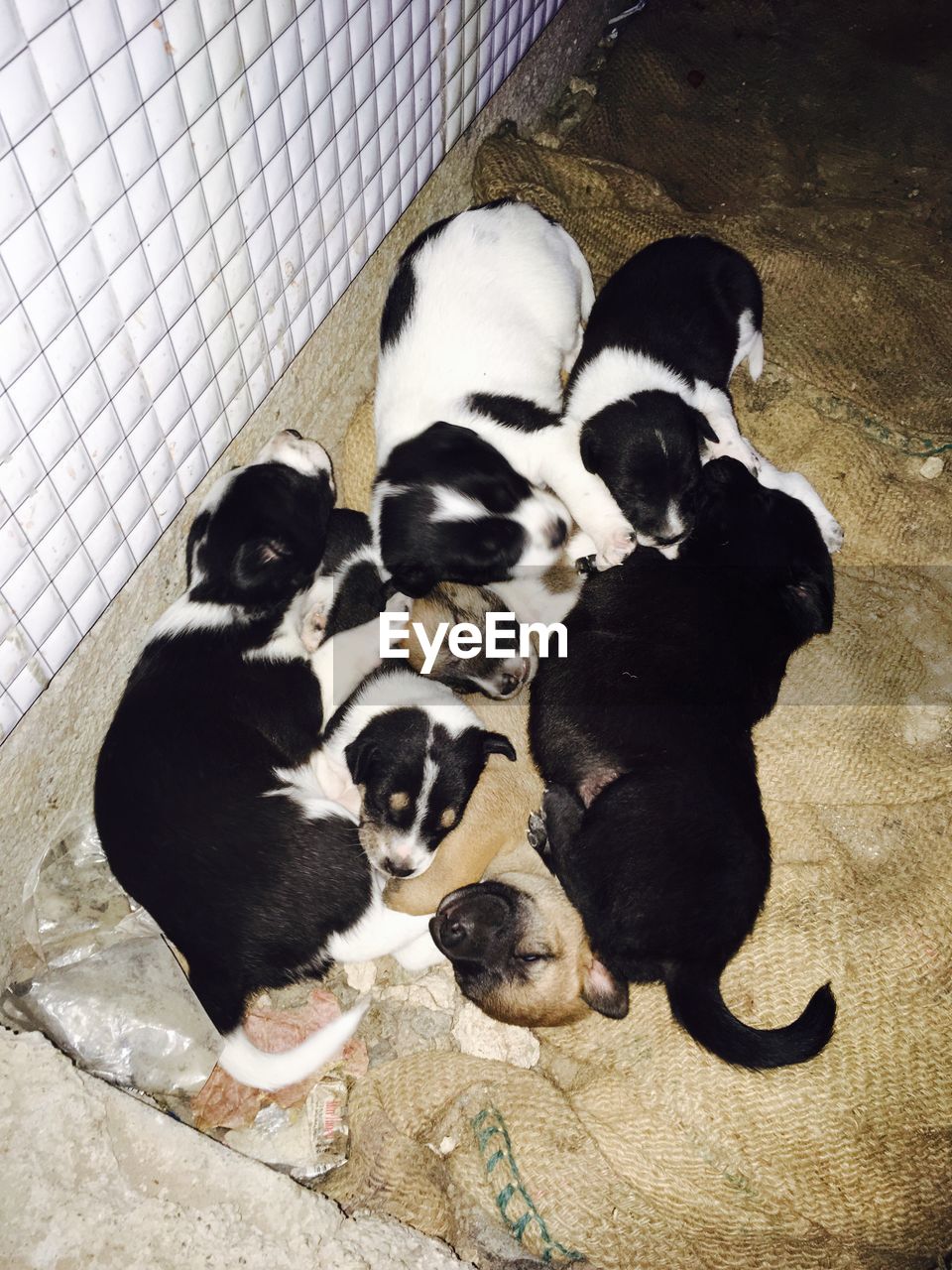 HIGH ANGLE VIEW OF DOGS ON CARPET