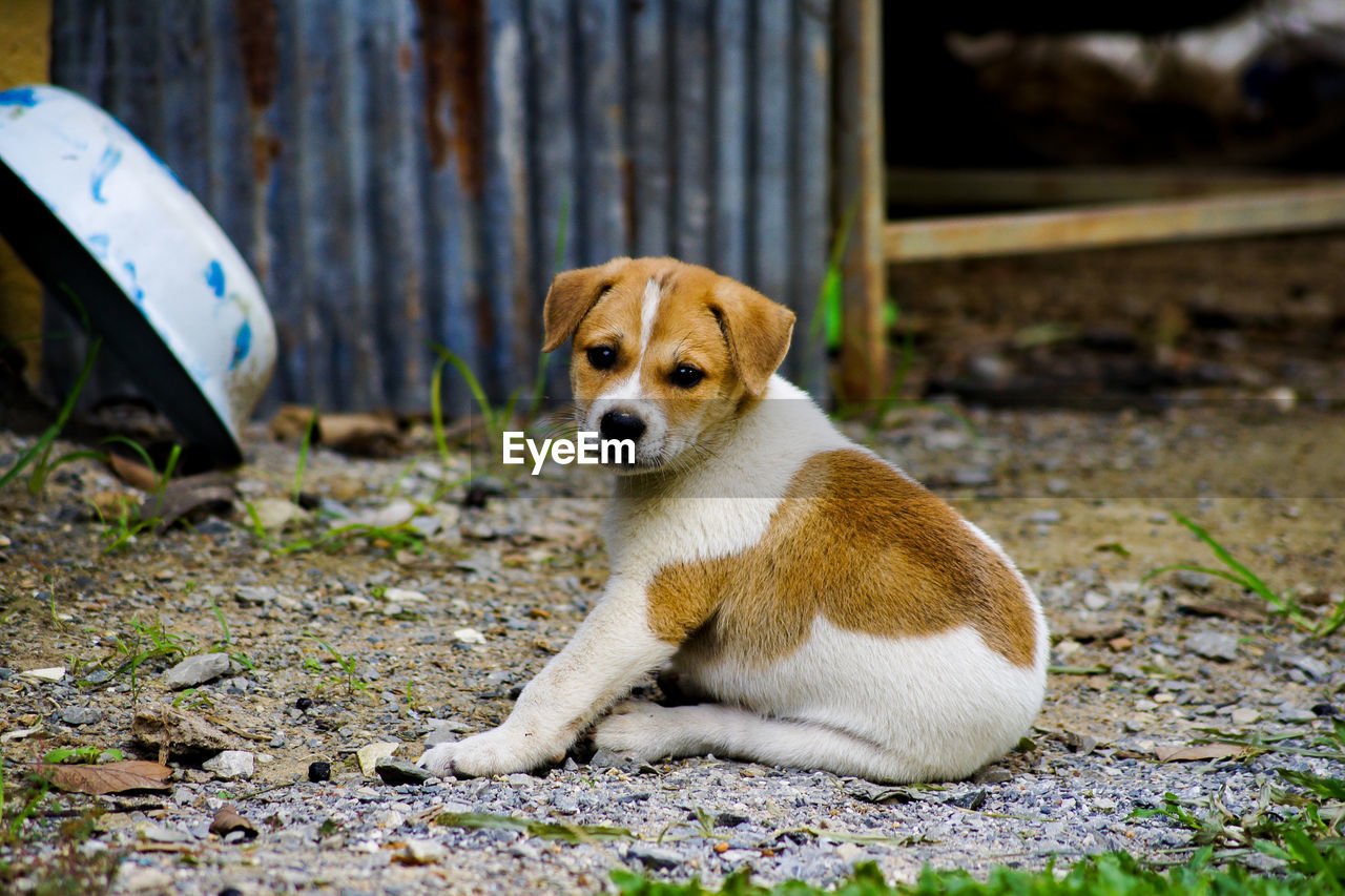Portrait of puppy sitting on land
