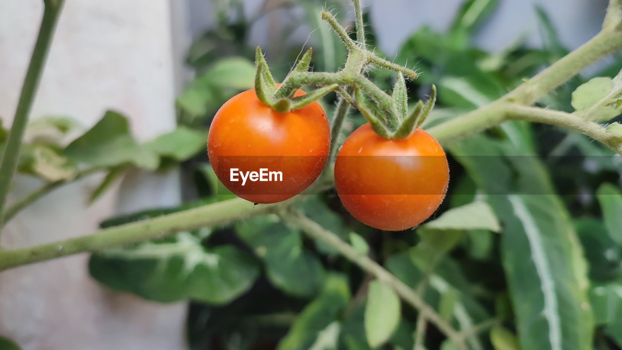 food, food and drink, healthy eating, fruit, tomato, freshness, plant, vegetable, wellbeing, produce, growth, plum tomato, agriculture, nature, flower, leaf, plant part, close-up, no people, ripe, tree, day, outdoors, focus on foreground, organic, green, juicy, orange color, branch, red