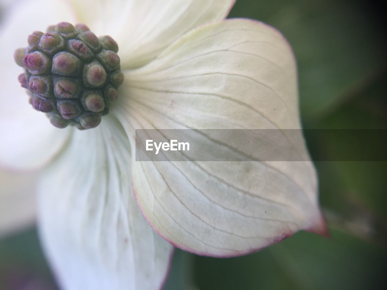 CLOSE-UP OF FLOWER OUTDOORS