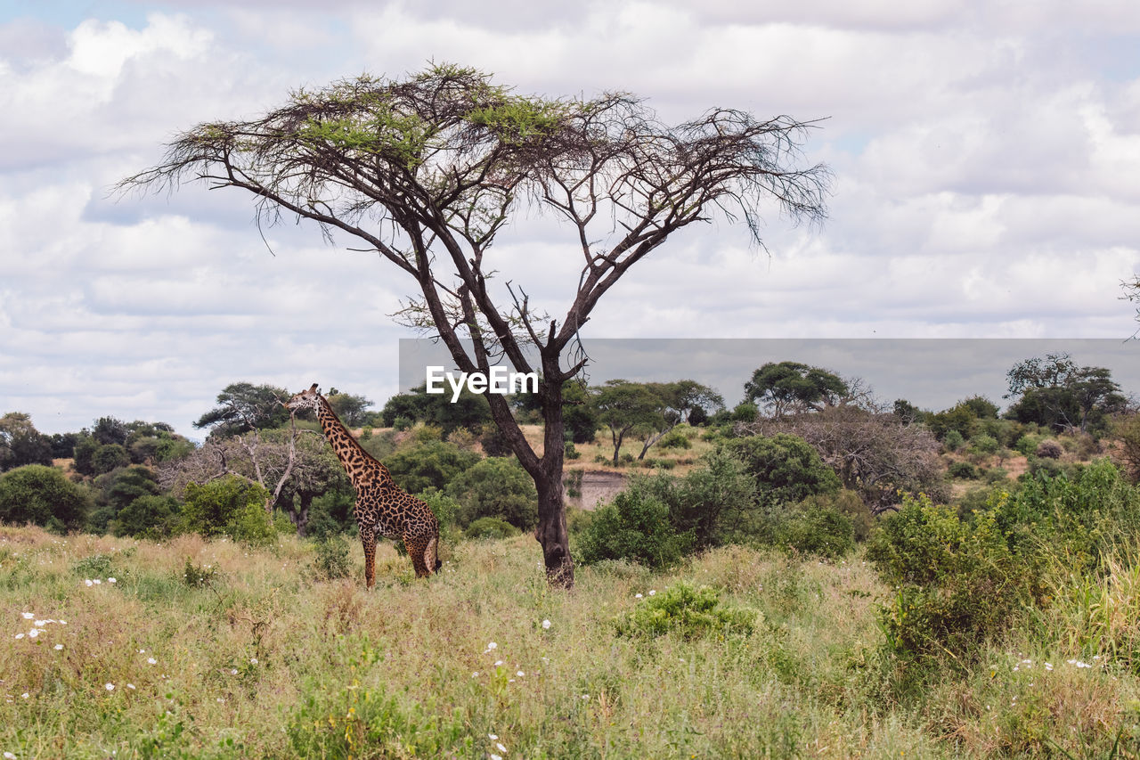 Giraffe by the tree in a scenic view of landscape against sky