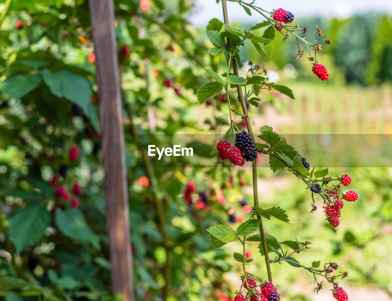 Ripening blackberries on a hot august day in the countryside in the garden.