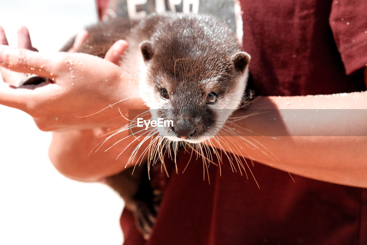 Close-up of otter 