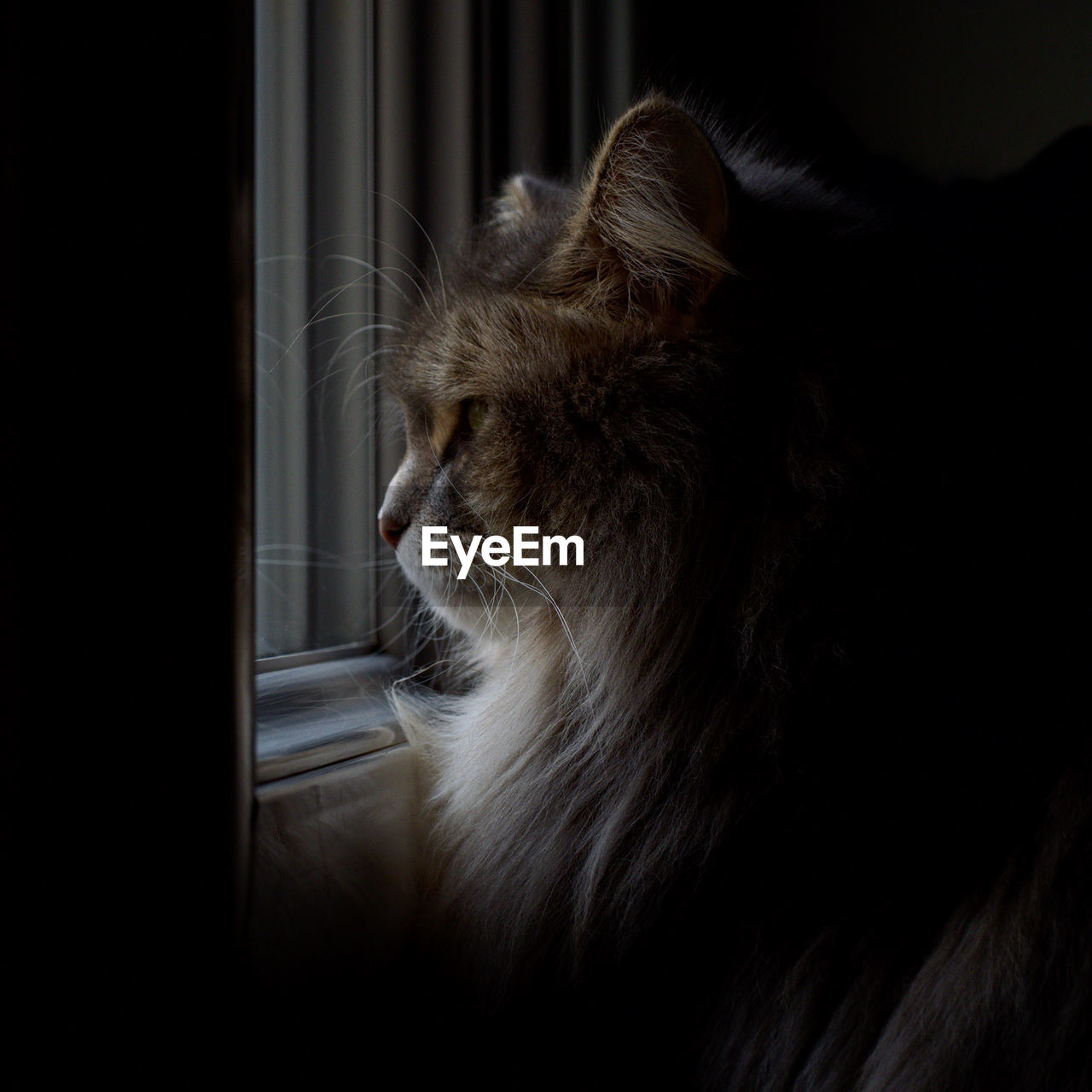 Cat looking away at home