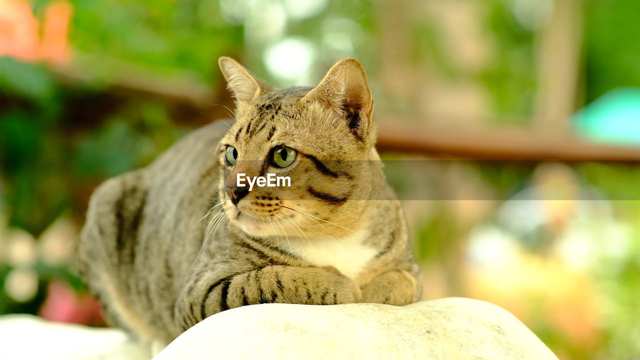 CLOSE-UP OF A RELAXED CAT LOOKING AWAY