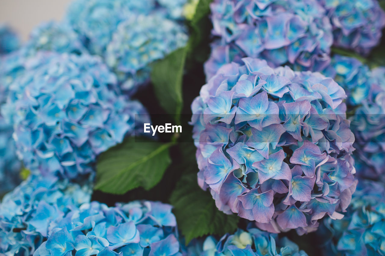 Close-up of purple flowering plant