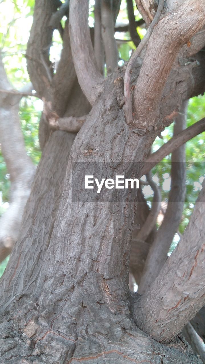 CLOSE-UP OF TREE BARK