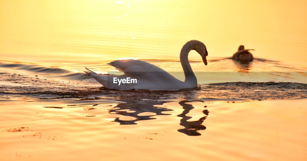 SWAN SWIMMING IN LAKE